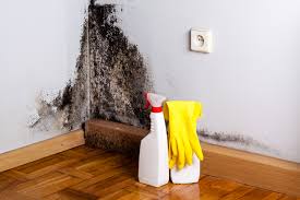 Reliable Johnson City, TX Mold Prevention & Removal  Solutions